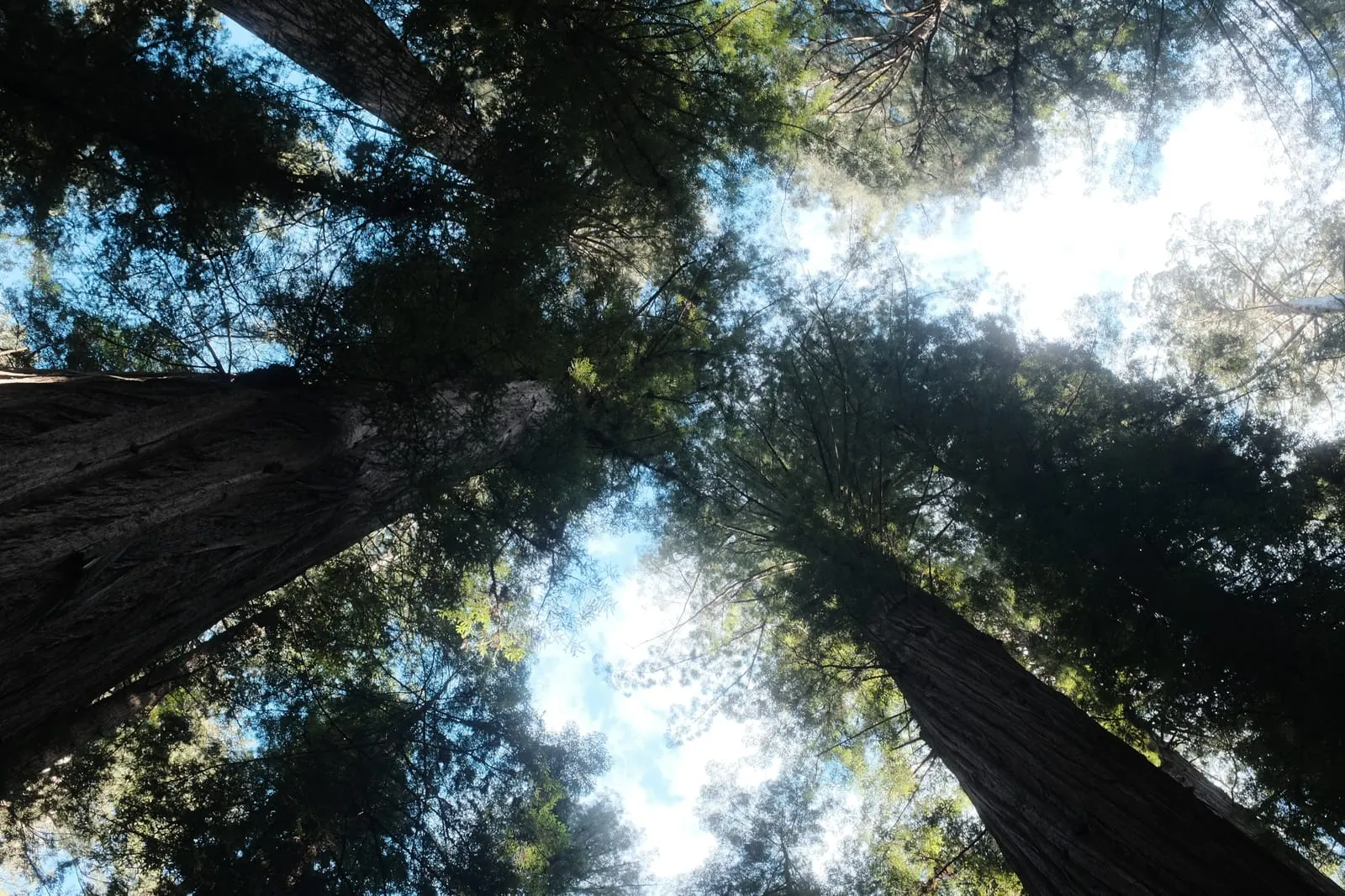 Beneath the redwoods
