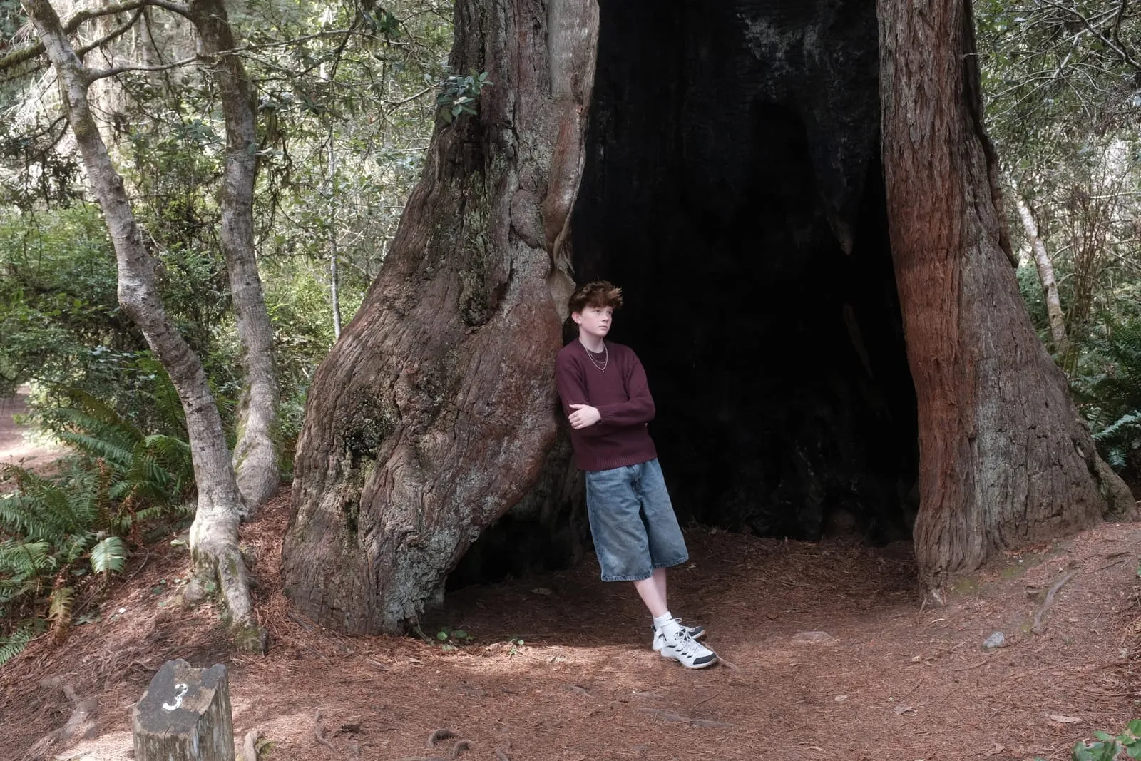 The scale of old growth